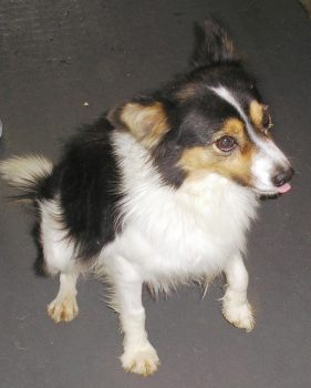 Samuel