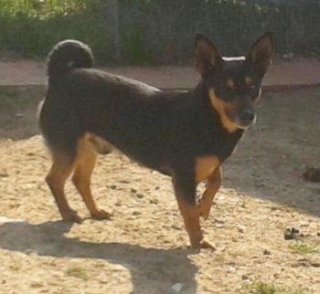 Tango