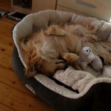 Tiggy und Spring