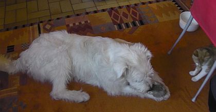 Zizzina