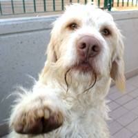 Dudley