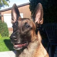 Enzo