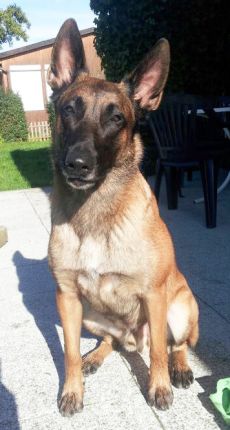 Enzo
