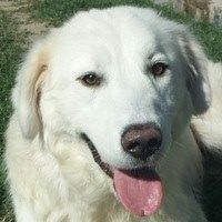 Gioia