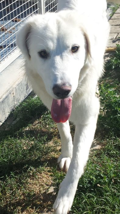 Gioia
