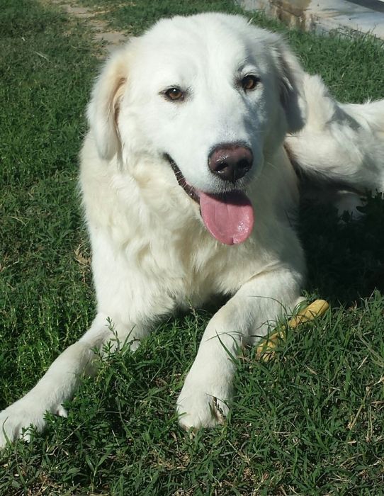 Gioia