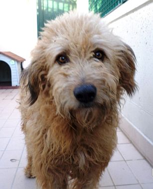 Odino