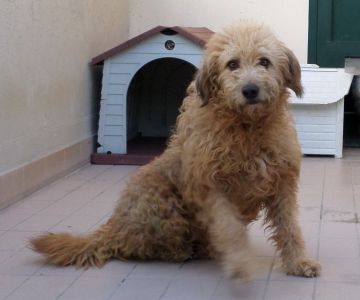 Odino