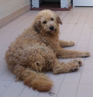 Odino