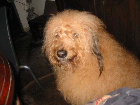 Odino