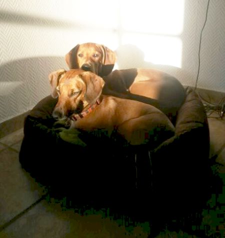 Strolch und Charly