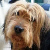 Tobia