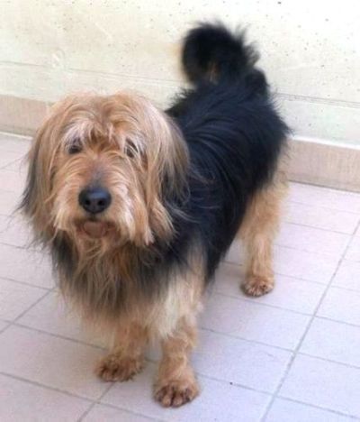 Tobia