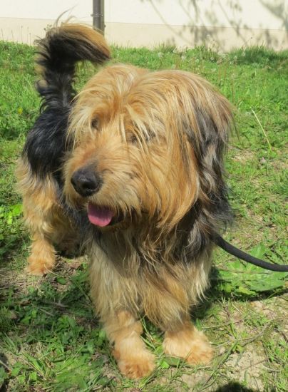 Tobia