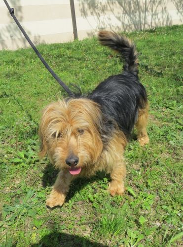 Tobia