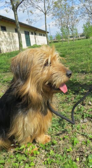 Tobia