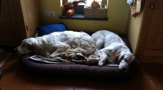 Tommaso