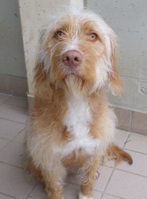 Bowie