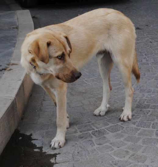 Lio
