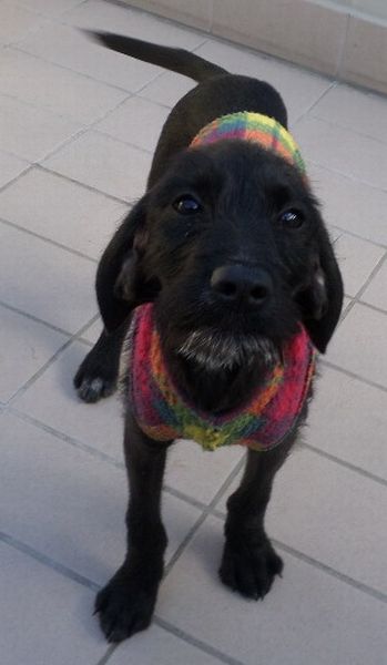 Mariù