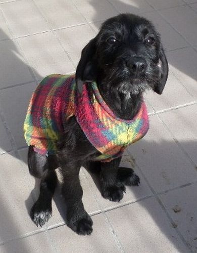 Mariù