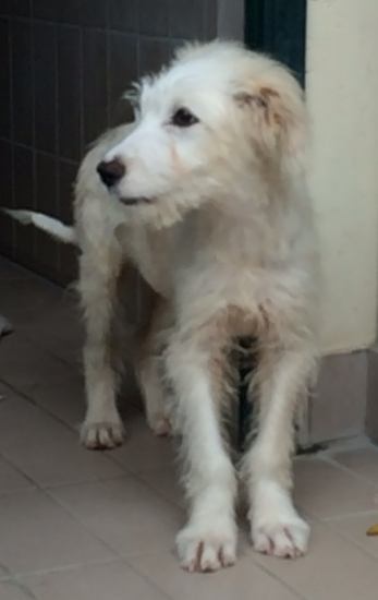 Odino