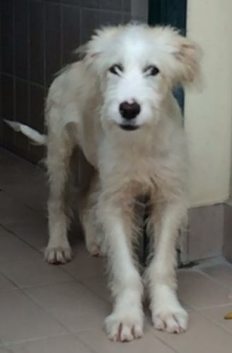 Odino
