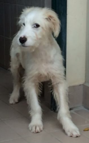 Odino