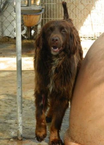 Saeta