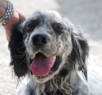 Sammy