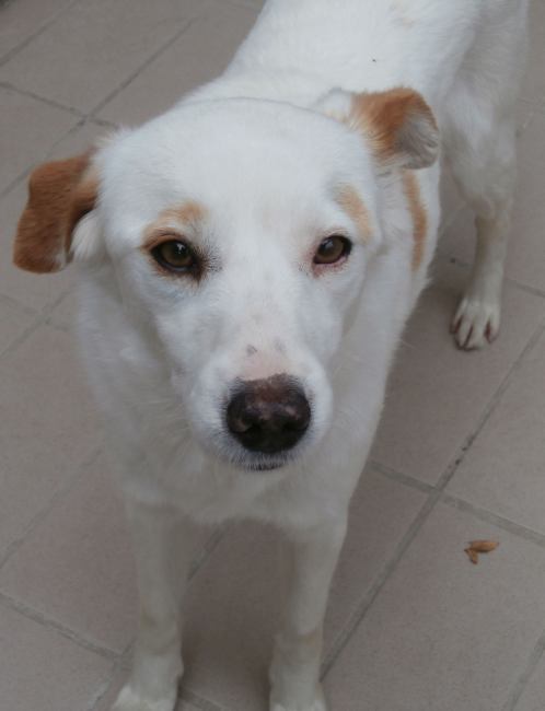 Shila