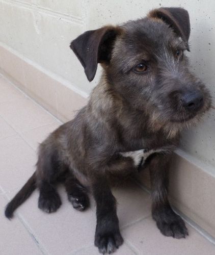 Togo