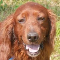 Artù