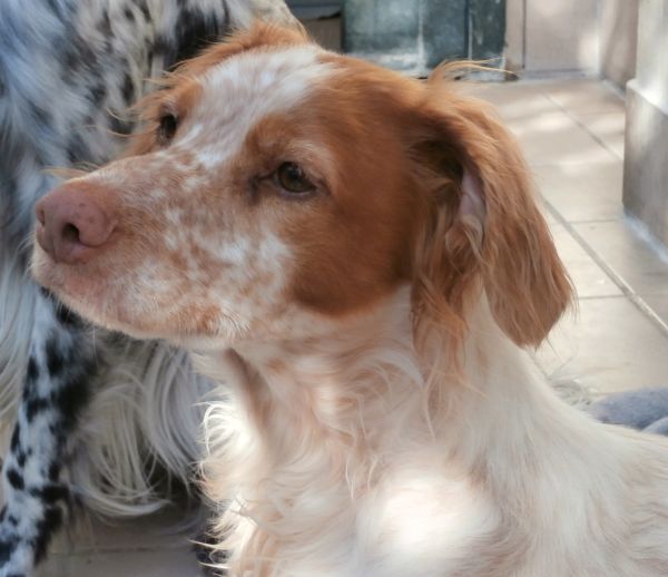 Bea