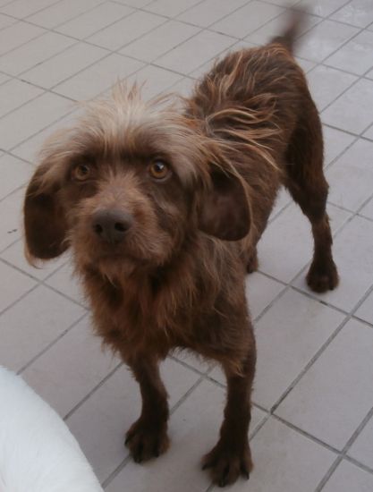 Bruno