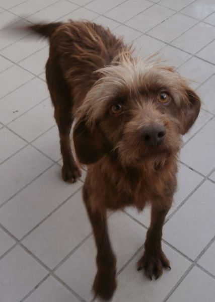 Bruno