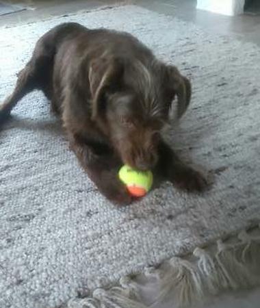 Bruno