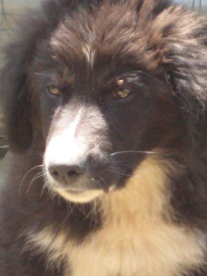 Fosco