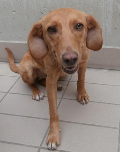 Gigio