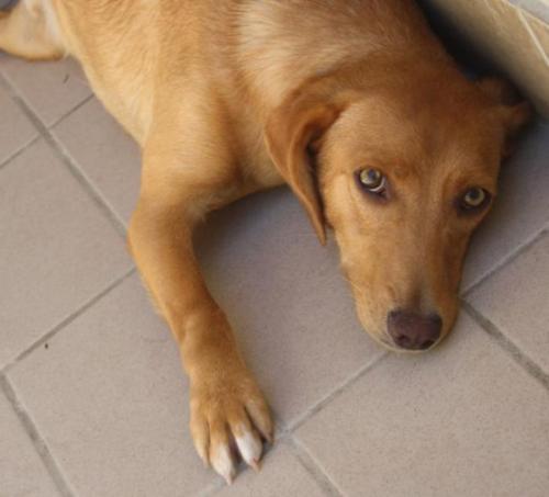 Gigio