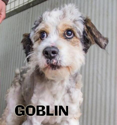 Goblin