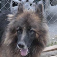 Leone