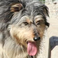 Lillo
