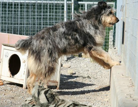 Lillo