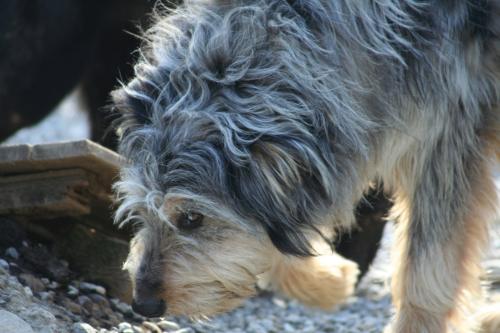 Lillo