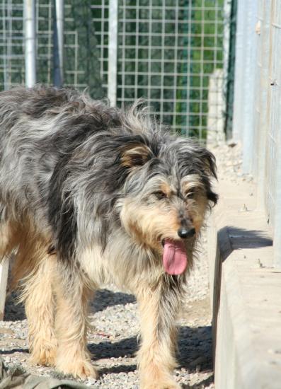 Lillo