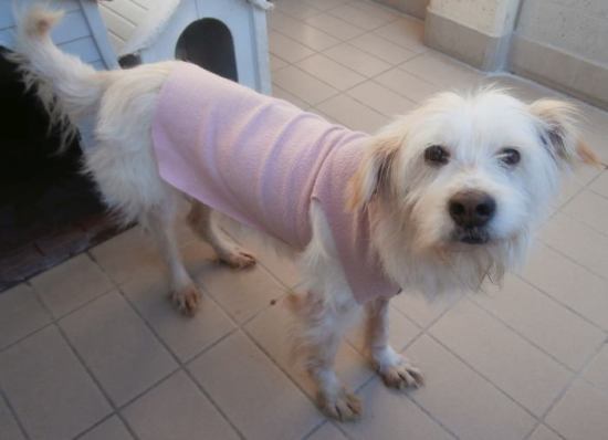 Lucino