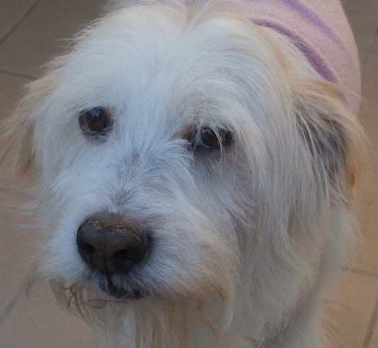 Lucino