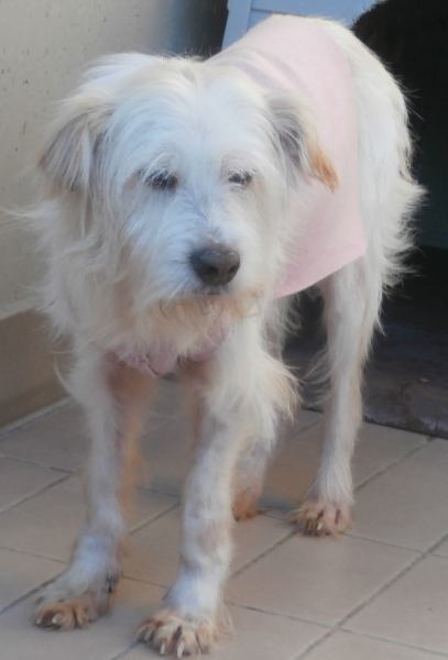 Lucino