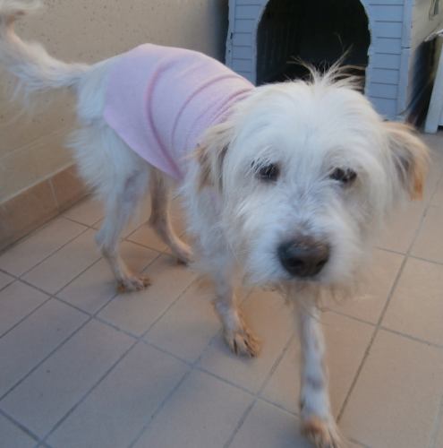 Lucino